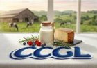 CCGL distribui mais de R$ 30 milhões para seus produtores de leite associados