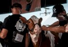 Inscrições para a Fenasul Expoleite vão até 30 de abril