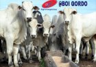 Scot Consultoria indica “boi-China” a R$ 370/@ em São Paulo