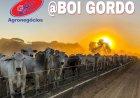 Boi gordo: recorde de preço faz relação de troca ser a melhor em 12 meses, aponta Cepea