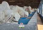 Primeiros animais chegam ao Parque Fernando Costa para a 91ª ExpoZebu