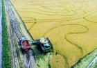 O alerta sobre o arroz que poucos querem ouvir