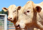 Canchim recebe certificação para carne premium produzida em rebanhos leiteiros