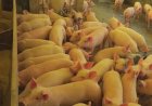 Preços do suíno seguem em queda