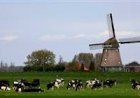 Porque a Holanda está pagando 1.606 euros por vaca leiteira para reduzir o rebanho