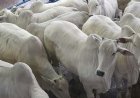 Rastreabilidade bovina ganha destaque na Agrotins 2026 e já é pilar na atuação da Novilho Precoce Tocantins