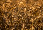 Trigo dispara e acende alerta de falta no Sul