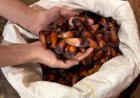 Governo de SP vai pagar até R$ 36 mil por produtor para salvar araucária da extinção
