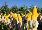 Cotações Agropecuárias