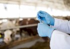 Governo proíbe antimicrobianos usados para crescimento animal