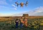 Secretaria da Agricultura valida solução contra carrapato com aplicação por drone nas pastagens