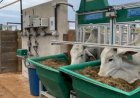 Provas de desempenho proliferam entre raças e criadores