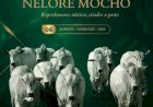 LEILÃO VIRTUAL NELORE MOCHO
