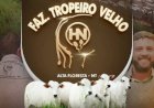 LEILÃO VIRTUAL FAZENDA TROPEIRO VELHO