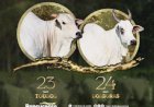 LEILÃO TRIO BONSUCESSO TOUROS