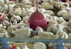 Frango: mercado nacional encerrou abril/26 com alta nas cotações de todos os produtos