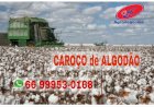 Mato Grosso bate recorde em exportação de algodão