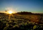 Mais CO2 e calor podem impulsionar produção de soja, mas reduzir qualidade alimentar
