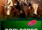 Confinamento bovino em Mato Grosso deve crescer 55% em 2026, estima Imea