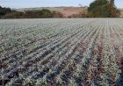 Previsão do tempo: chuvas intensas no norte do país e risco de geada no sul