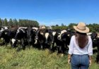 Associação de Girolando lança projeto para impulsionar presença das mulheres na pecuária leiteira