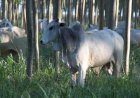 Cotações Agropecuárias