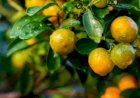 Europa busca apoio da ciência brasileira para se antecipar ao greening
