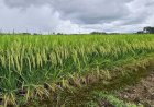 Safra de arroz apresenta bom desempenho no RS