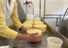 Indústria de laticínios cresceu 59% em Santa Catarina desde 2020