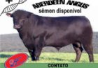 Calmaria e estabilidade no mercado do boi gordo
