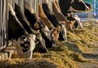 EUA correm contra o tempo para conter parasita carnívoro