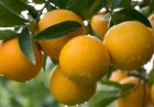 Existe apenas uma laranja com Indicação Geográfica no Brasil