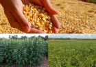 Cotações Agropecuárias