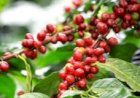 Praga secundária ganha importância no café