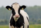 BOI: Exportações de carne bovina atingem recorde