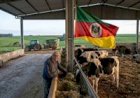 Como as pastagens e o clima estão transformando a produção de leite no RS nas últimas semanas