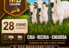 552º LEILÃO VIRTUAL MB LEILÕES