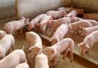 Frio exige maior atenção no manejo de suínos