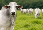 Rio Grande do Sul renova seguro para todo o rebanho bovino contra a febre aftosa