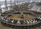 Como a China usa automação de ponta para ordenhar 5 mil vacas por dia
