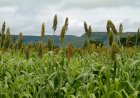 Clima seco reduz potencial produtivo do sorgo e força revisão da safra