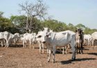 Pecuária de cria entra em foco em nova etapa da Rota da Pecuária no Tocantins