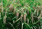 Clima ameaça mudar o rumo do mercado do arroz