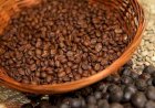 Tempo seco acelera colheita de café no Cerrado Mineiro