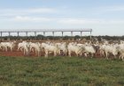 Custo de reposição é o maior desafio para o terminador neste início do 2°sem./26, diz Agrifatto