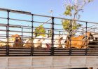 Grupo acusado de furtar gado e falsificar documentos no extremo sul do Tocantins é denunciado pelo MPTO