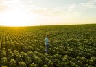 Gigante do agro inicia nova fase focada no Brasil