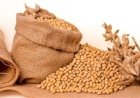 Soja fecha semana firme, mas silos preocupam