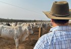 Dia do Pecuarista: Das invernadas para as mesas do mundo; ouça depoimentos