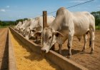 Custo menor da alimentação sustenta margens do confinamento no 3º trimestre